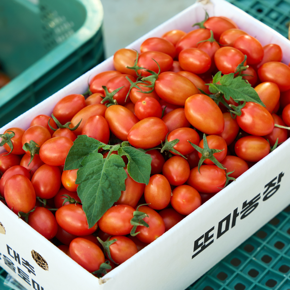 또마농장 대추 방울토마토 1kg, 2kg, 4kg 맛있는 토마토 직접생산 산지직송 15,900원