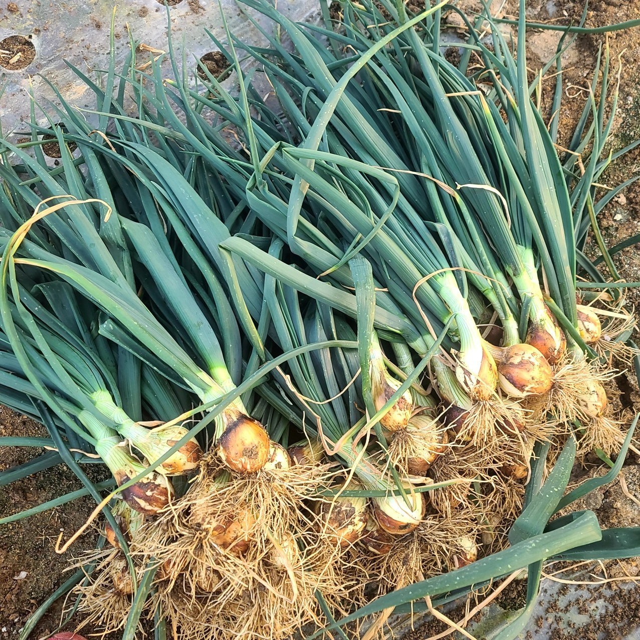 제철밥상 [무료배송] 지금만 먹을 수 있는! 줄기양파 21,060원