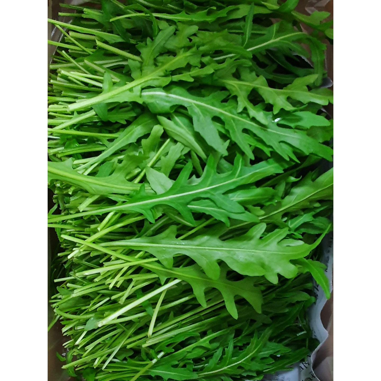 야채왕 와일드 루꼴라(베이비루꼴라) 중량별, 1개, 100g 1,700원