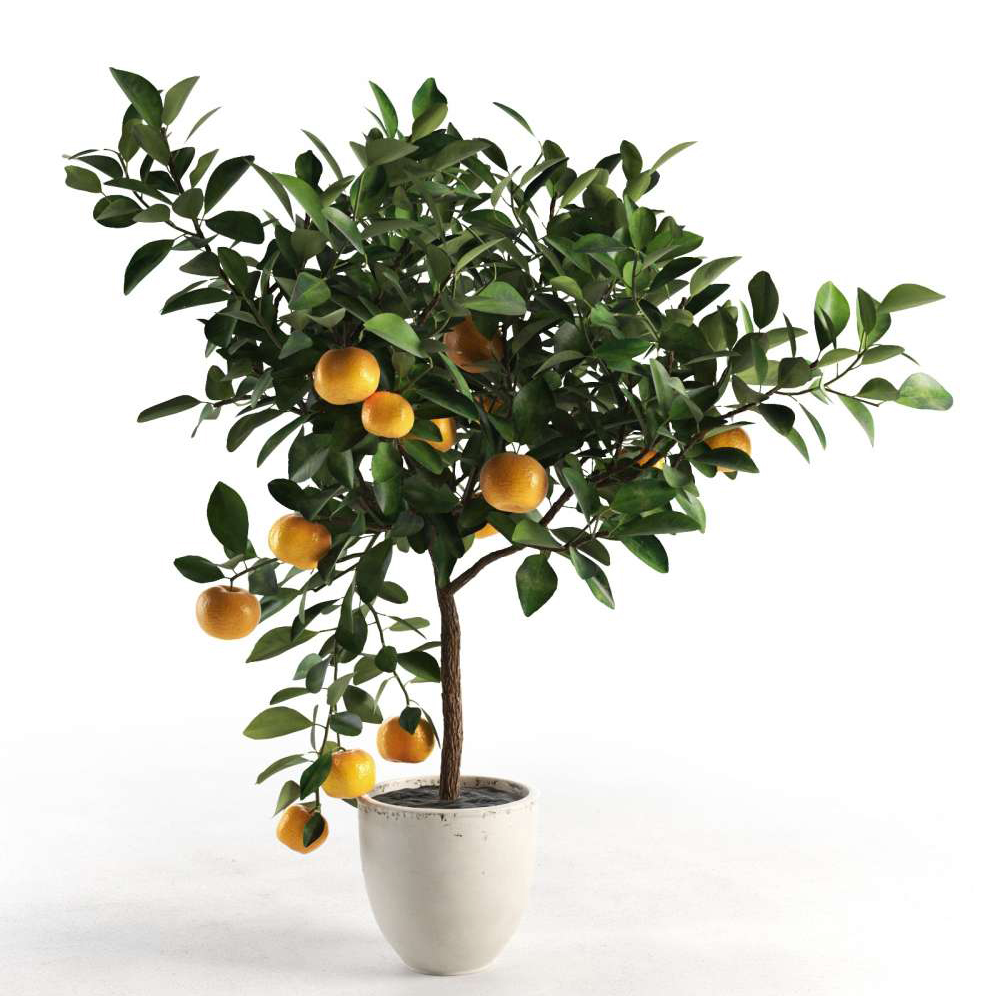 팡팡플랜트 귤나무 귤나무키우기 과실수 24,900원