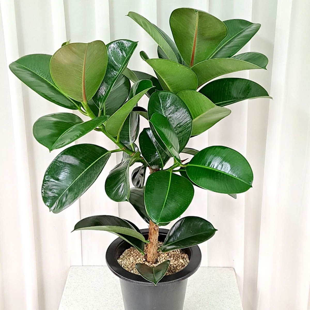 플라워석 인도고무나무 75cm 가지고무나무 소피아고무나무 키우기 쉬운 식물 천연 공기청정기, 1개 33,900원