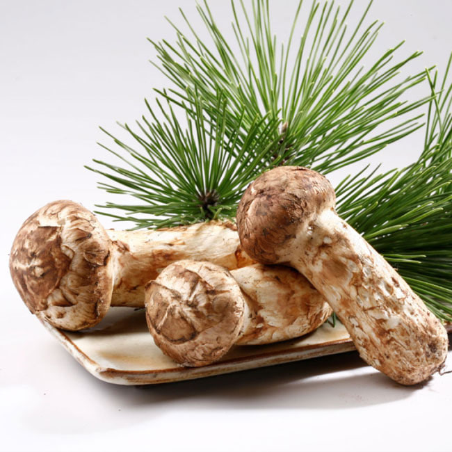 고마운분께 귀한 선물 양양 자연산송이버섯 276,150원