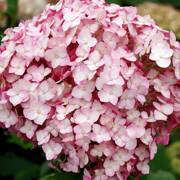 아나벨 수국나무 묘목 핑크아나벨 인크레더블 리메타 블랑쉐트 캔디벨마시멜로우 캔디벨버블껌 라임리키 목수국 핑카츄 리틀퀵파이어 30,000원