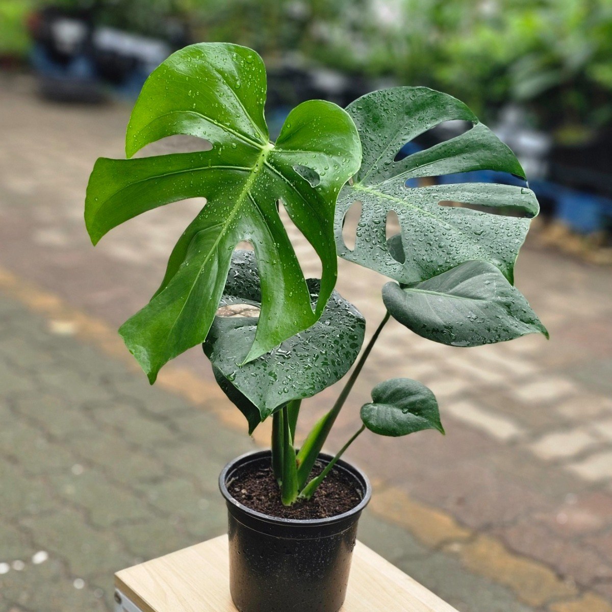 몬스테라델리시오사 몬스테라 중품 실내공기정화식물 플랜테리어 에이피플랜츠, 1개 10,900원