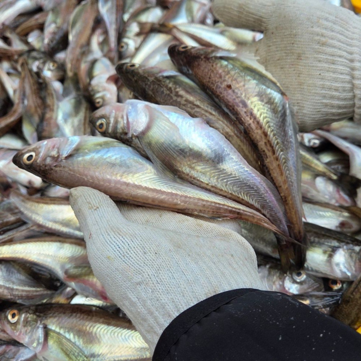 동해 자연산 급냉 겨울제철 알배기 도루묵 묵호항 38,400원