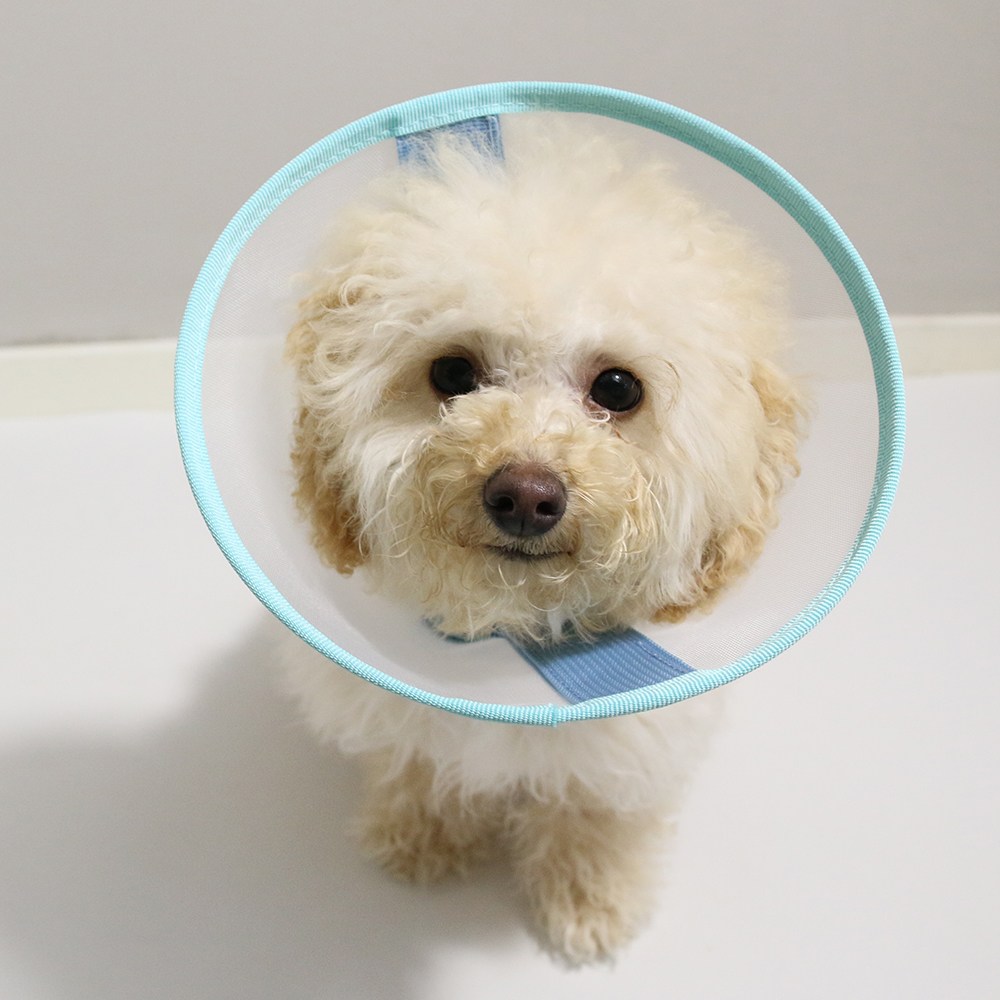 드림계곡 반려동물 초경량 나일론 메쉬 넥카라, 파란색, 1개 14,900원