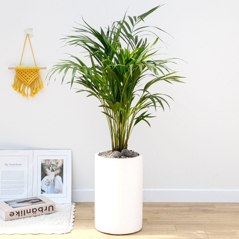 드셀플라워 아레카야자 금전수 개업 화분 집들이 선물 승진 사무실 이전 병원 개원 식당 개업식 축하 화분 배달 당일배송 35.중형_아레카야자 흰색원형 경량화분 75,000원