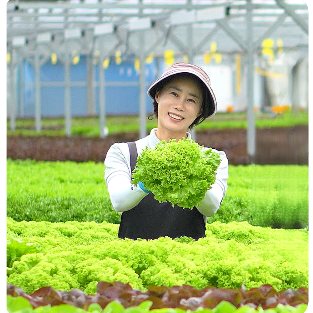 지티팜 무농약 유럽상추 유러피안 샐러드 채소 모듬쌈 1kg 버터헤드 크리스탈 로메인 바타비아 오크리프, 1kg, 1박스 11,400원