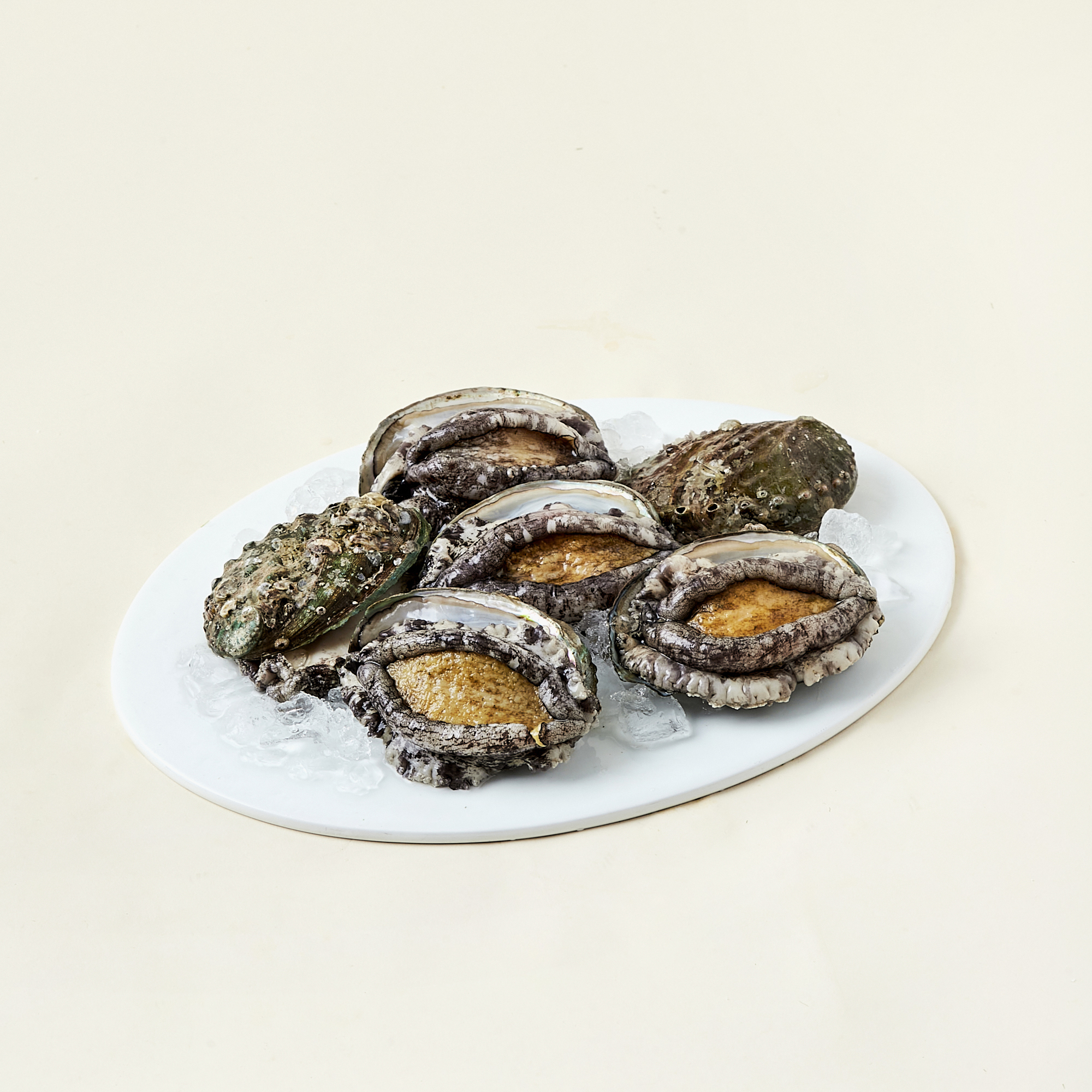 [로켓프레시] 완도맘 산지직송 활전복 왕왕특대 6마리 1kg + 솔 랜덤발송 세트 55,000원