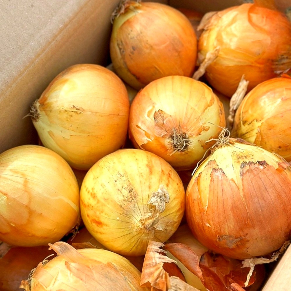 이른밭 국내산 양파 무안양파 햇 양파 12,900원