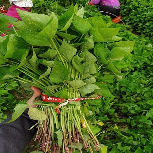 조은해남 밤/호박/꿀고구마 모종 5kg 10kg 20kg, 1박스, 호박고구마 모종20kg 139,000원