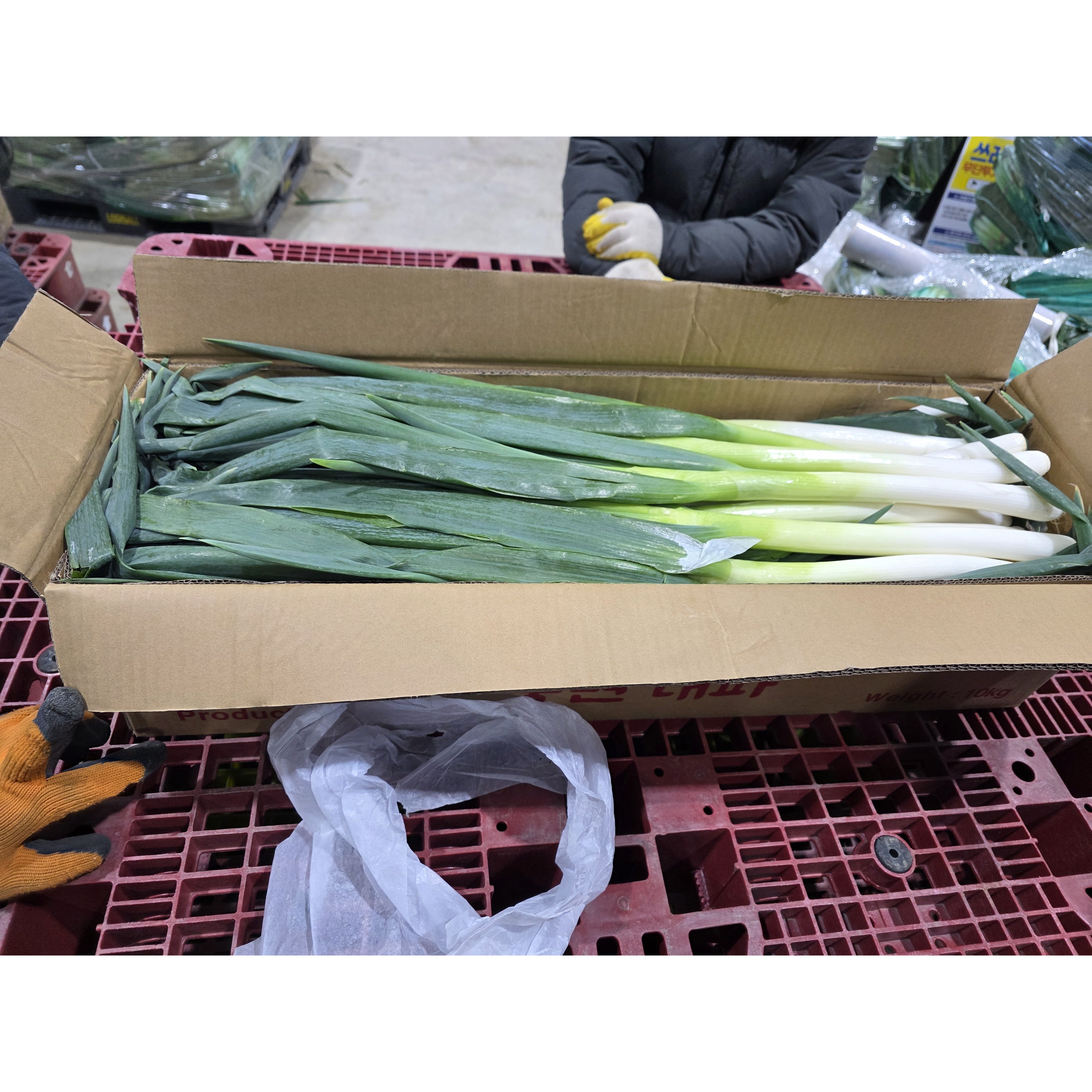 [프리미엄] 수입대파 중국산 깐대파10kg 16,900원