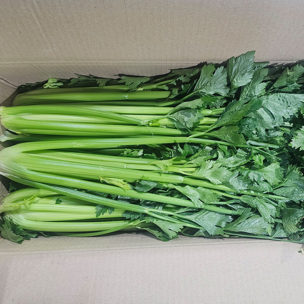클릭마켓 국내산 셀러리 샐러리, 1개, 5kg 12,500원