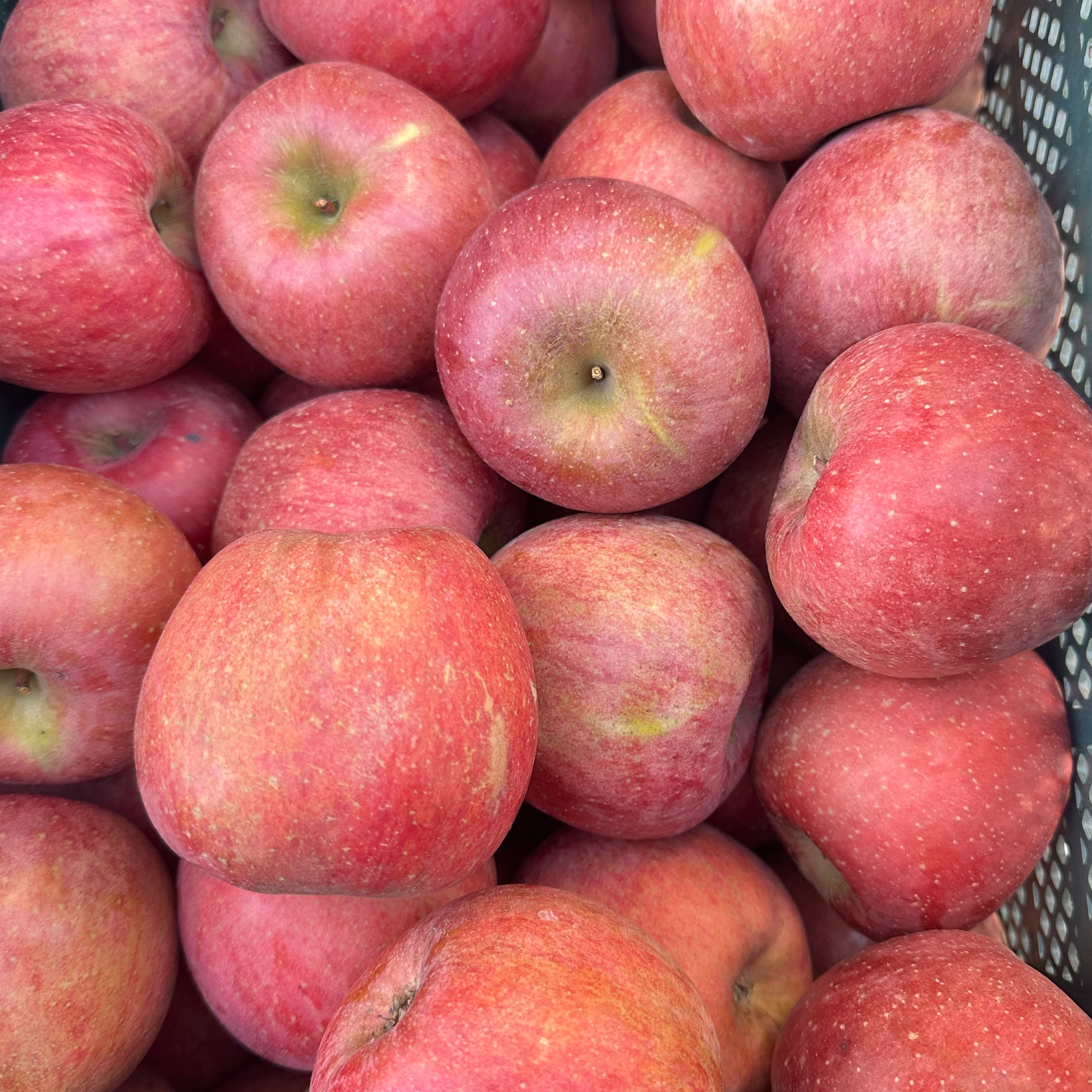 실속보장 14brix이상 고당도 국내산 경북사과, 1박스, 중과 5kg 33,000원