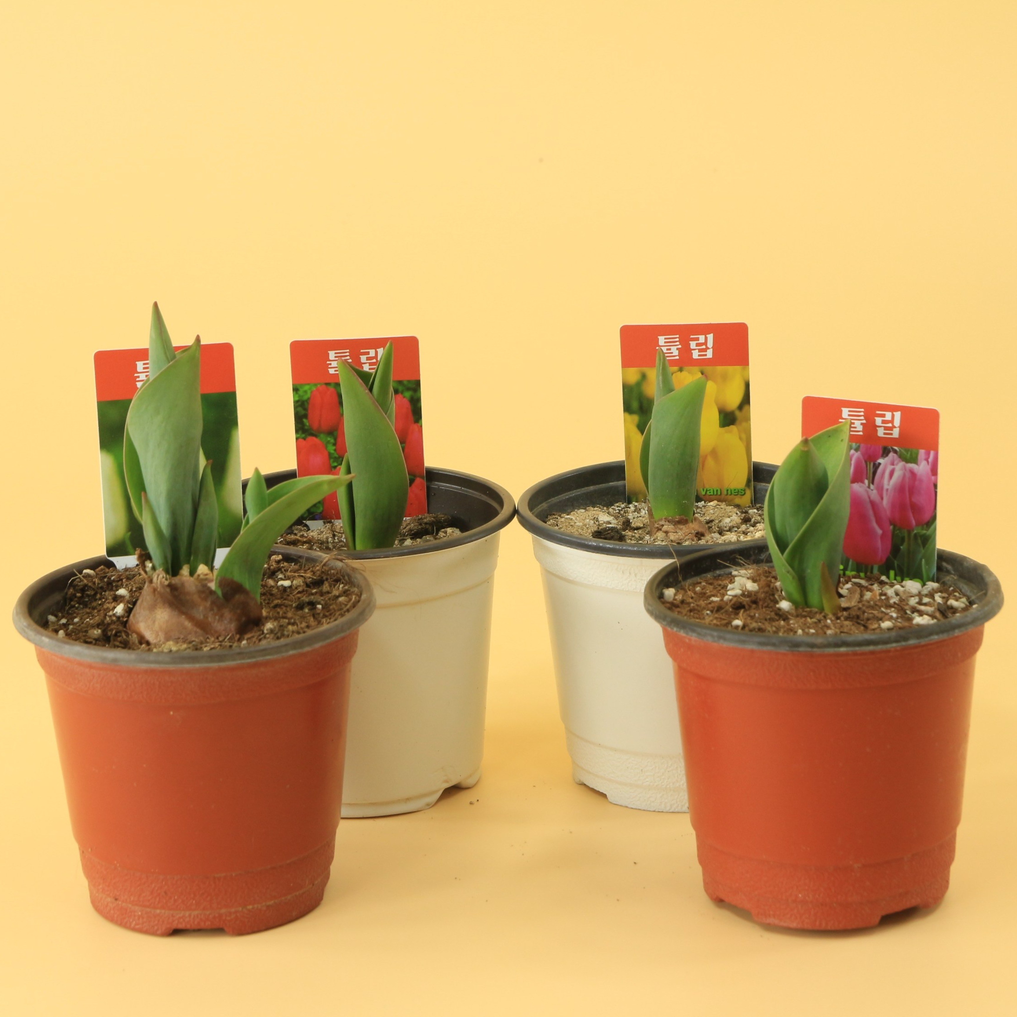 튤립 화분 포트식재 4개입 네덜란드 노지월동 오리지널 키우기 대성식물, 1개, 4개입(빨강노랑핑크보라) 13,900원