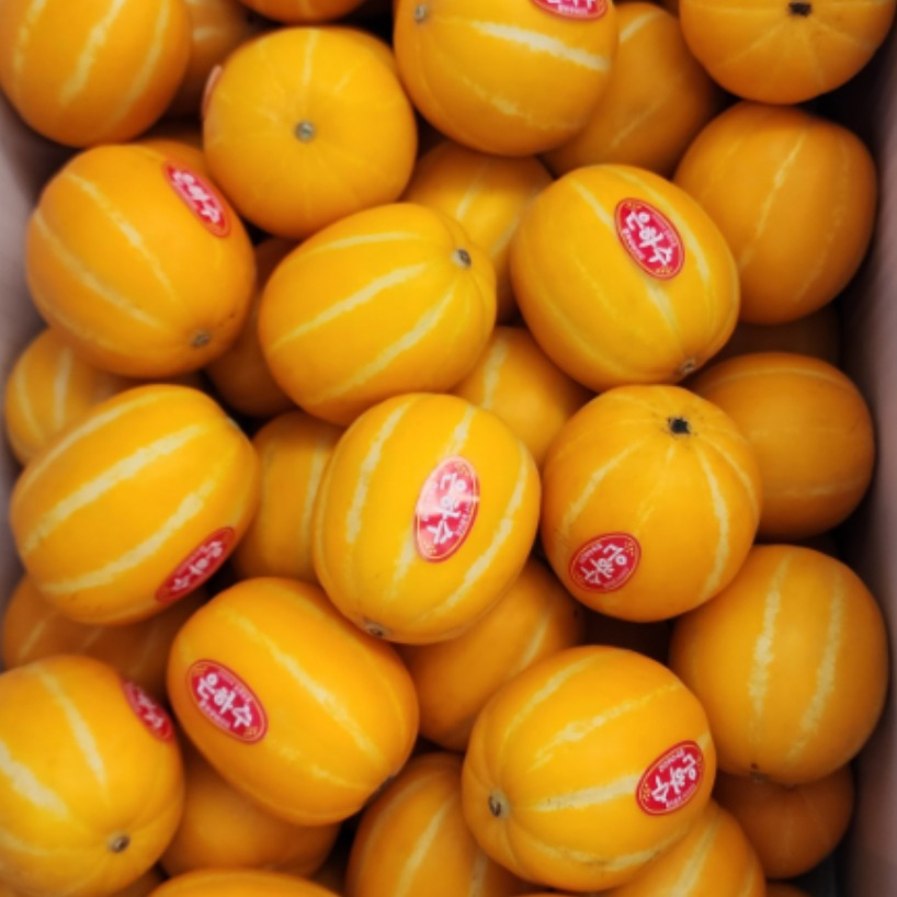 <맛쟁이> 성주 참외 달달하고 과즙팡  꿀 성주 참외 51,990원