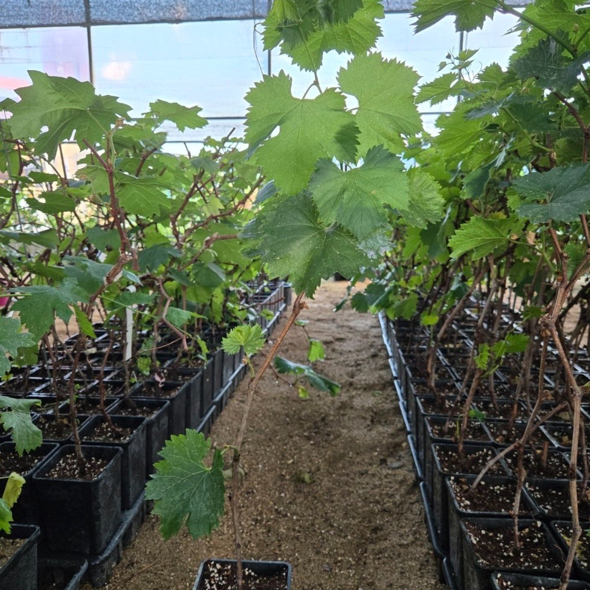 향수팜 포도나무 묘목 접목1년생 포트묘(왕거봉) 19,400원