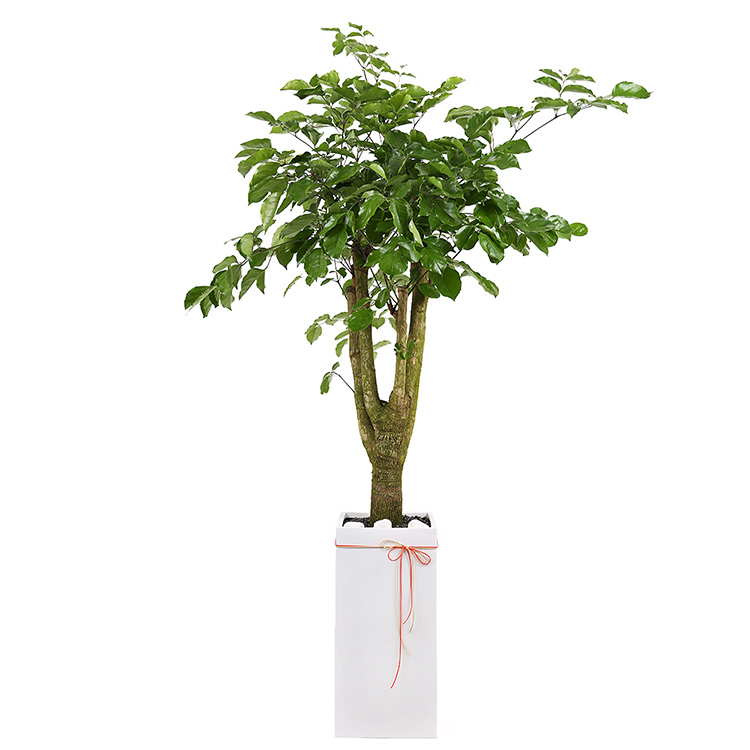 119플라워 (당일배송) 해피트리 추천상품(150cm내외) ST-D742 개업 관엽 행사용 승진 영전 전시회 전국꽃배달 생일 기념일 꽃선물 꽃배달 116,400원