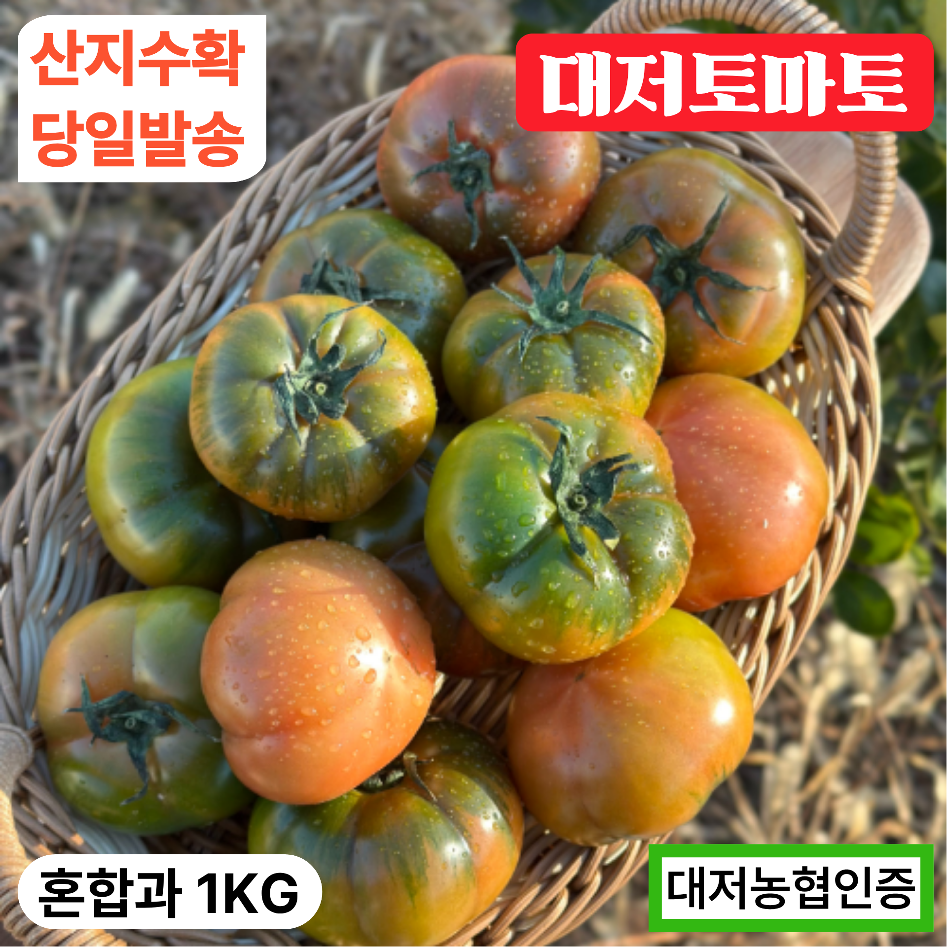 [당일새벽배송] 대저토마토 짭짤이 대저농협인증 산지직송, 1박스, 랜덤(혼합과) 1kg 13,500원