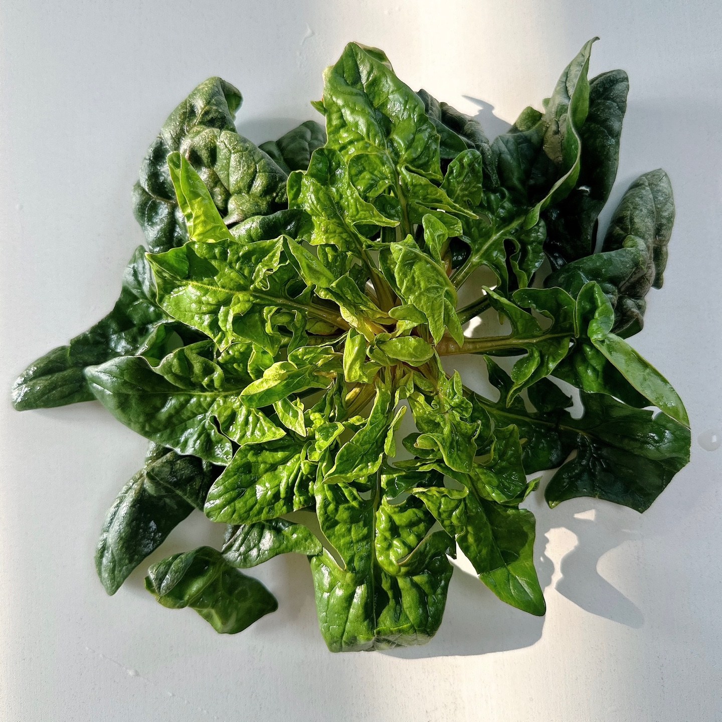 [직접재배] 섬초 1차세척 도초섬시금치 겨울시금치 해풍초 해충섬초 엔젤팜섬초 농민이 직접생산한 산지직송 섬초 비금섬초 8kg 83,900원