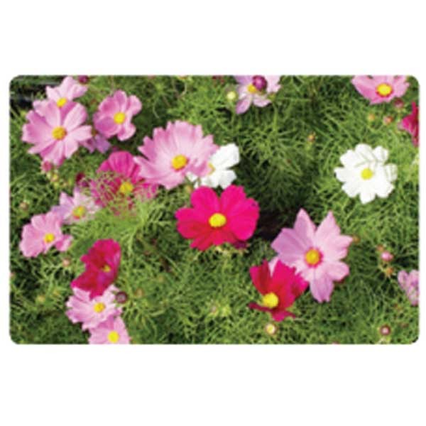 지엘파크 왜성코스모스씨앗(혼합색)1kg 약40평 개화기6~10월 일년생 (30~50cm 까지자람) 키작은 혼합코스모스 46,600원