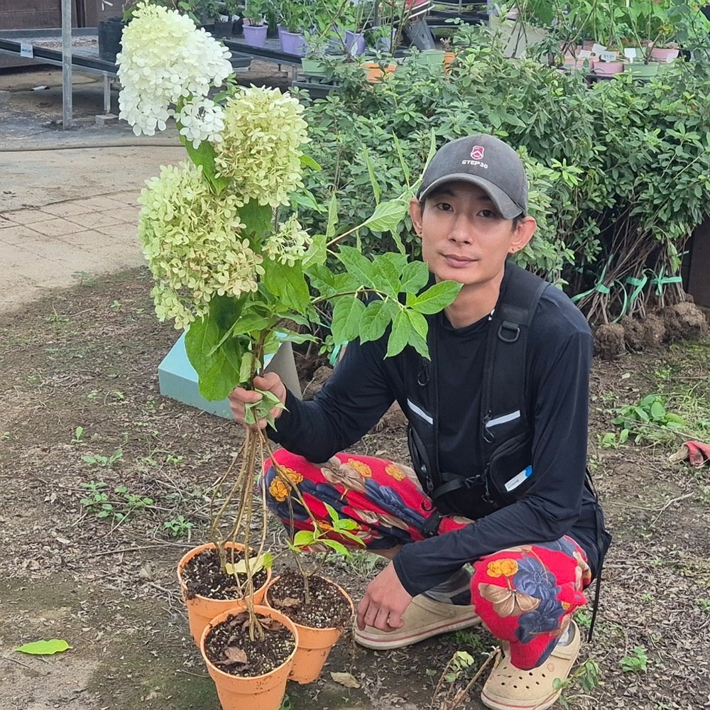 수국 목수국 라임라이트 주얼리15 포트묘 나무 수국 묘목 12,000원