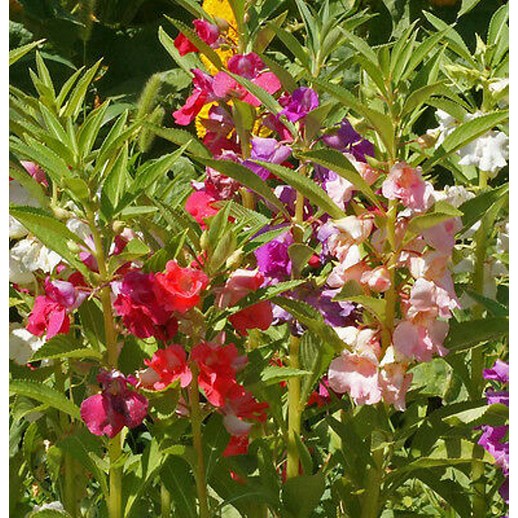 미니봉선화 (미니봉숭아) 혼합색 씨앗 소포장 대포장 선택구매 3,130원