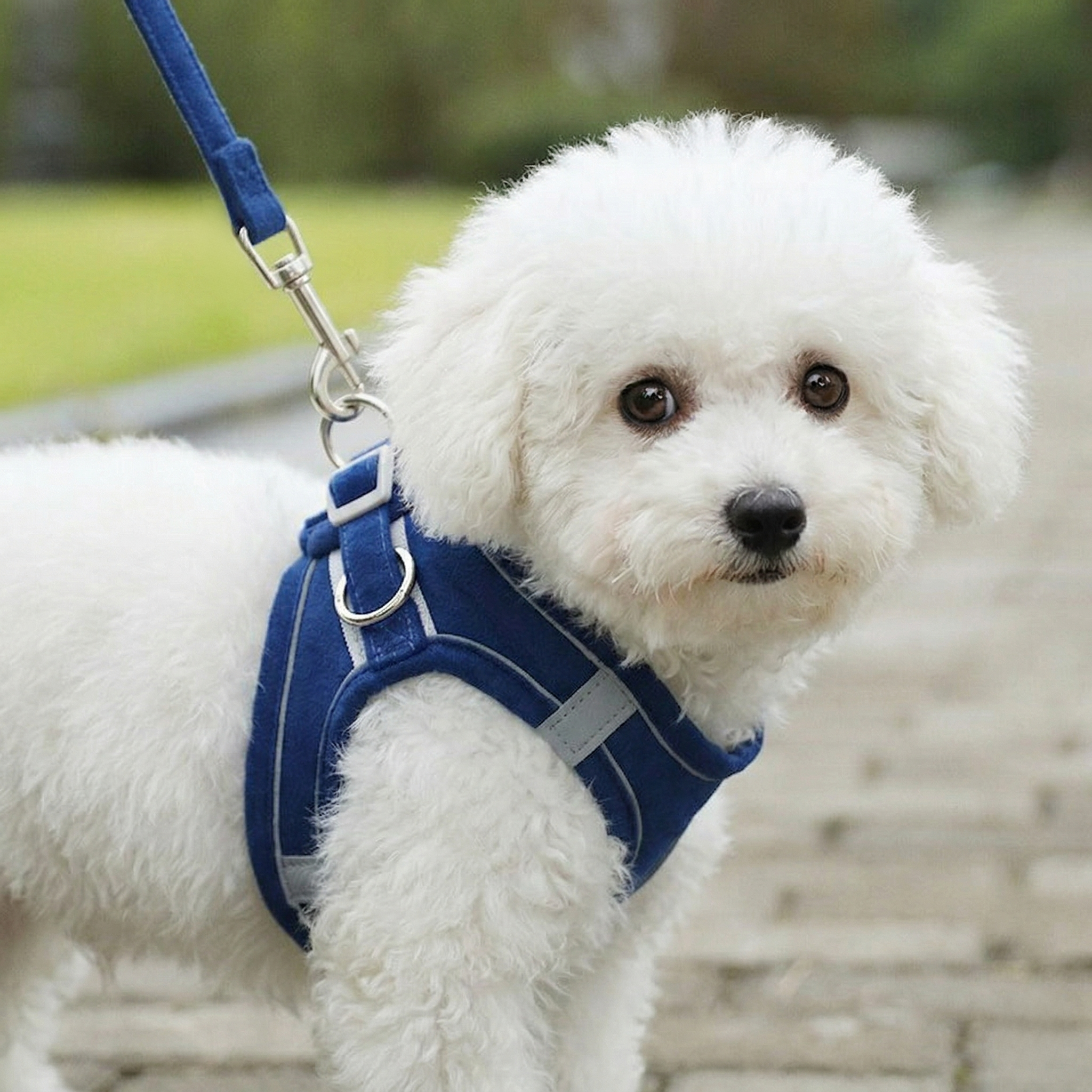 디아쿠아 고양이 강아지 야광 빛반사 벨크로 하네스 리드줄 세트 8,900원