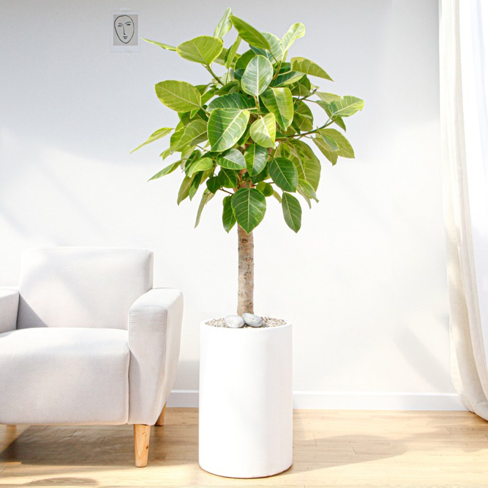 드셀플라워 금전수 중형 집들이 선물 승진 사무실 이전 병원 개원 개업식 축하 화분 배달 당일배송 시멘트 80,800원