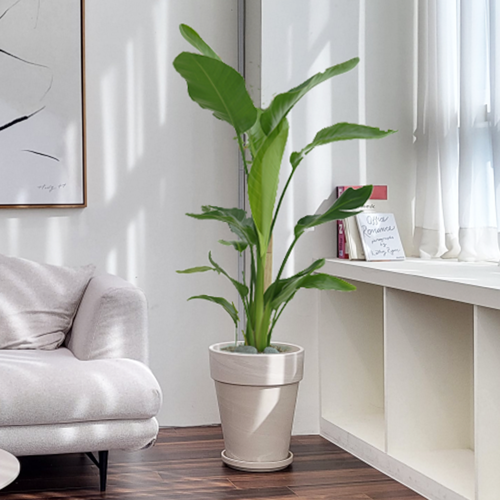 농원청년 크림토분 취임 영전 이직 승진 축하화분 실내 공기정화식물 사무실 카페 매장 공간 인테리어식물 거실화분 집들이 개업식 축하화환 여인초 금전수 뱅갈고무나무 아레카야자 행운목 135,000원