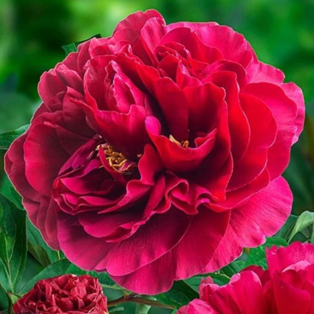 작약 숙근 구근 47종 함박꽃 수입작약 7,000원