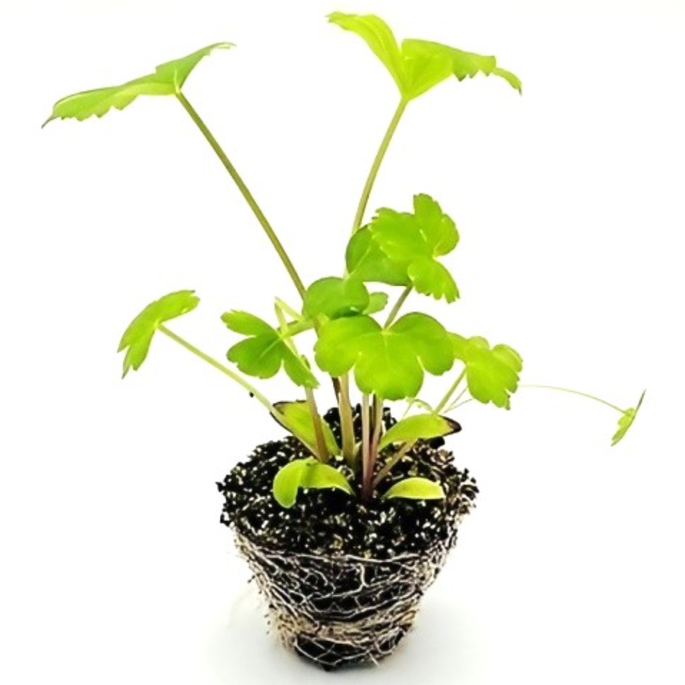 파머씨드 방풍모종 방풍 나물 갯기름 산나물 약초 13,400원