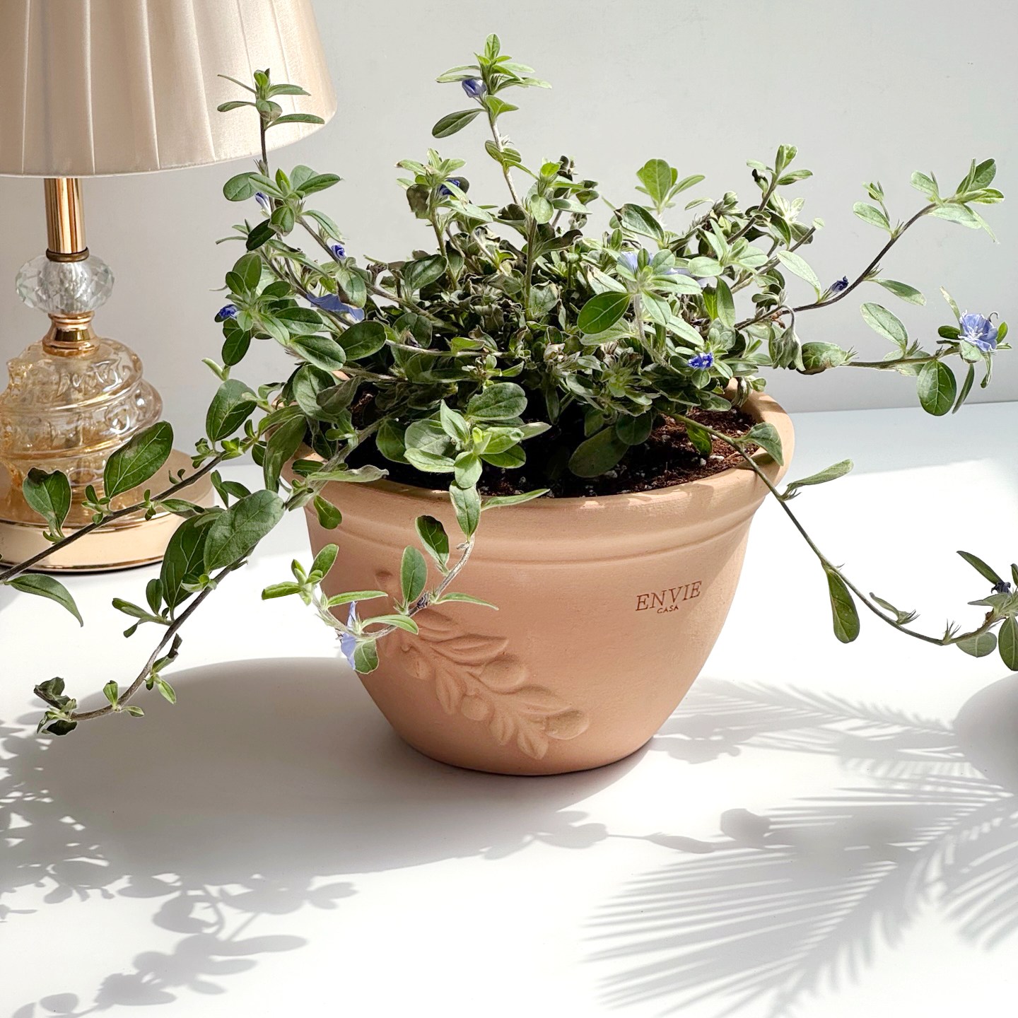 앙비까사 올리브 토분, 피치, 1개 20,000원