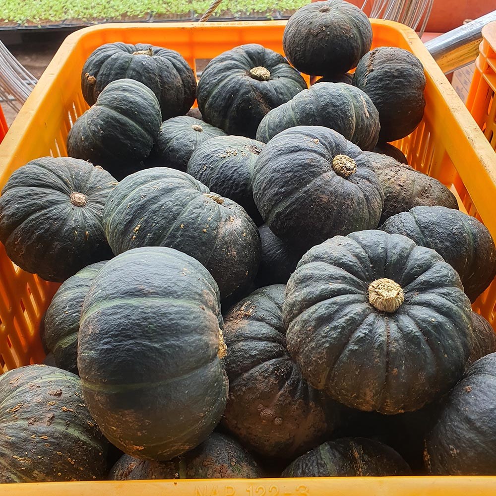 국내산 새벽경매 단호박 1개당 300-500g 5개 22,900원