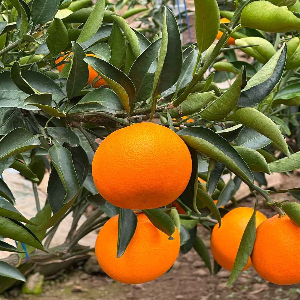 제주도 산지직송 천혜향 레드향 한라봉 가정용 선물용 프리미엄 선물세트, 1개, 천혜향 가정용 흠과 5kg 30,000원