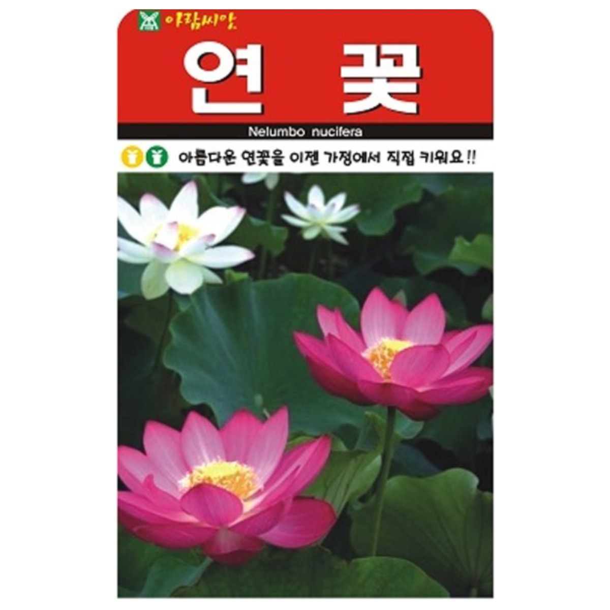 저스틴앤클로이 연꽃 고급꽃씨 10립 24,440원