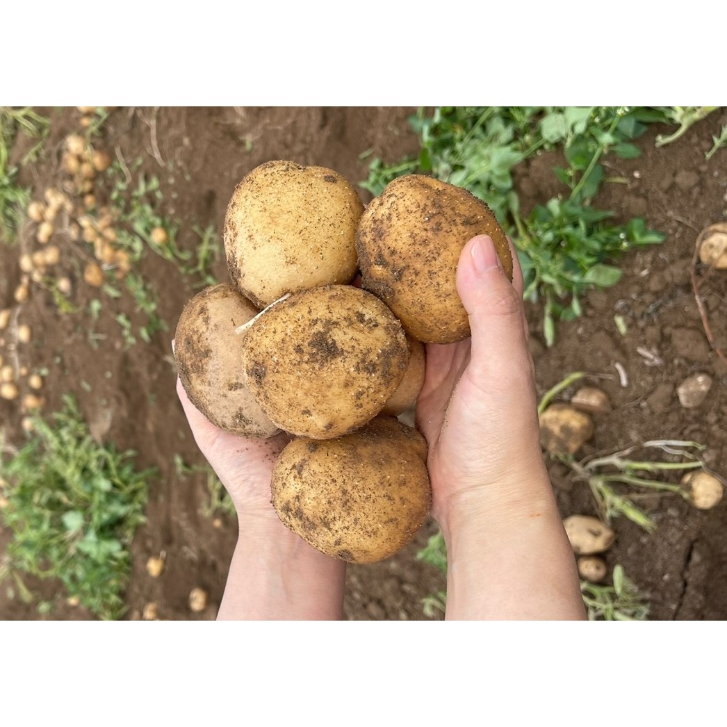 국내산 두백감자 중,대,왕특 1kg,2kg,3kg,5kg,10kg 분질감자 찜.구이용.가정용.업소용.찜감자.대용량, 1박스, 두백감자(왕특160~210g) 10kg 42,900원