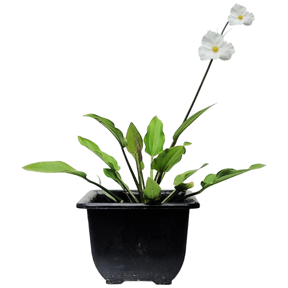 물수선화 공기정화식물 가습역할 수생식물 연못식물, 1개 22,100원