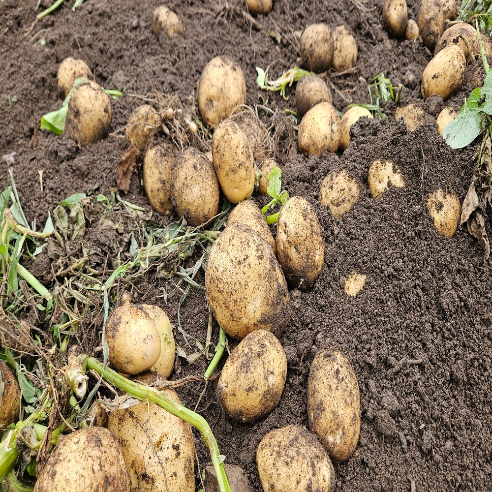 물가안정 청담농수산 경남 정품 감자 36,600원