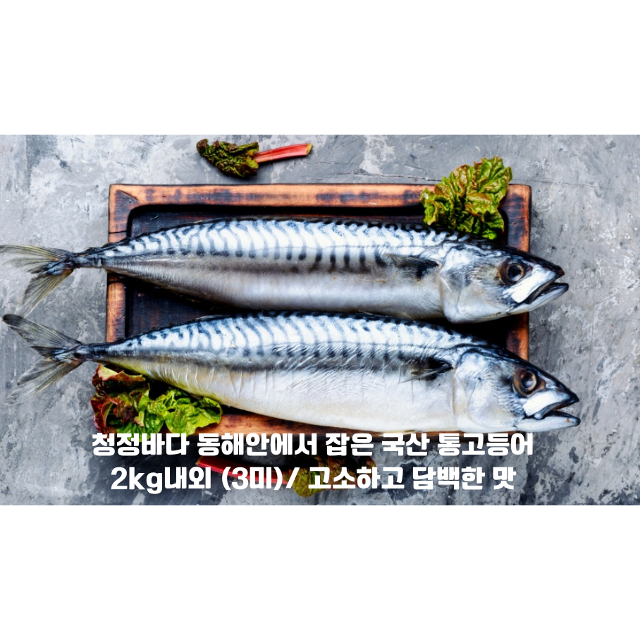 동해안 국내산 생물 통고등어 1팩(3미) / 청정지역 동해바다에서 잡은 귀한 국내산 고등어, 1개, 2kg내외(3미) 22,900원
