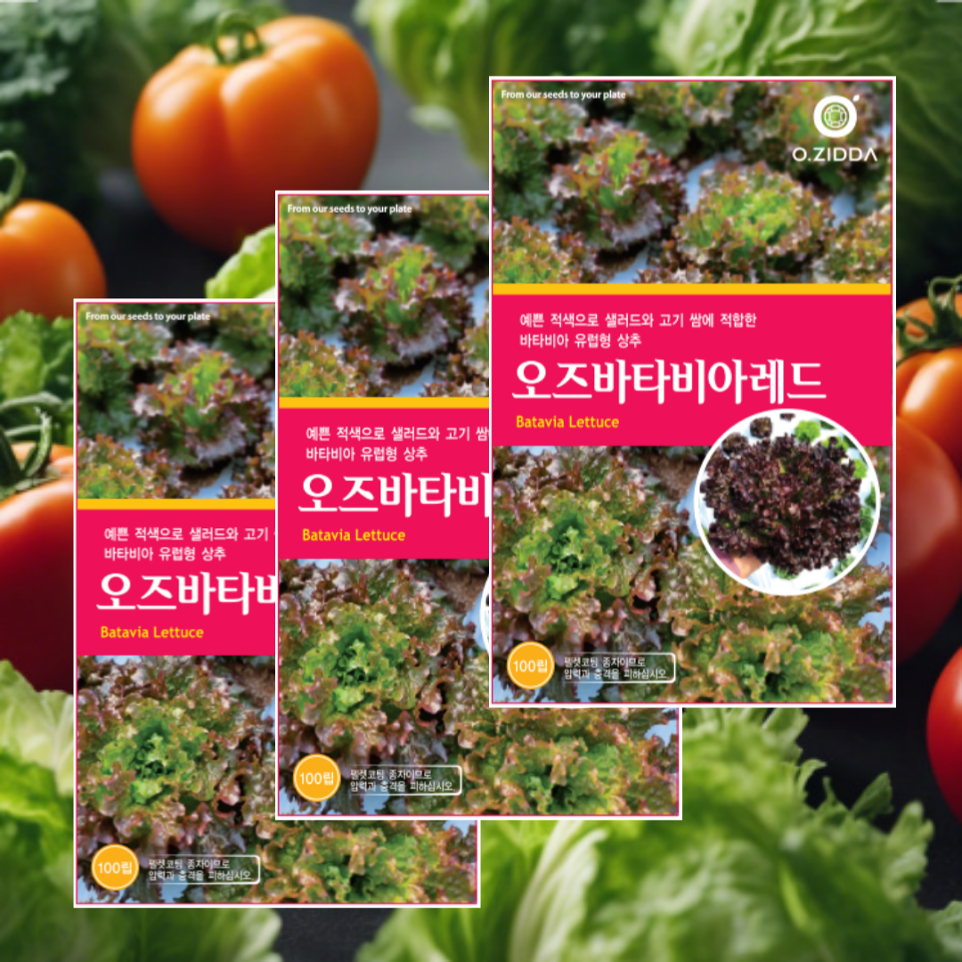 유럽상추씨앗 코팅상추 오즈바타비아레드 100립 3개, 적색 샐러드 쌈 우수, 3개 17,000원