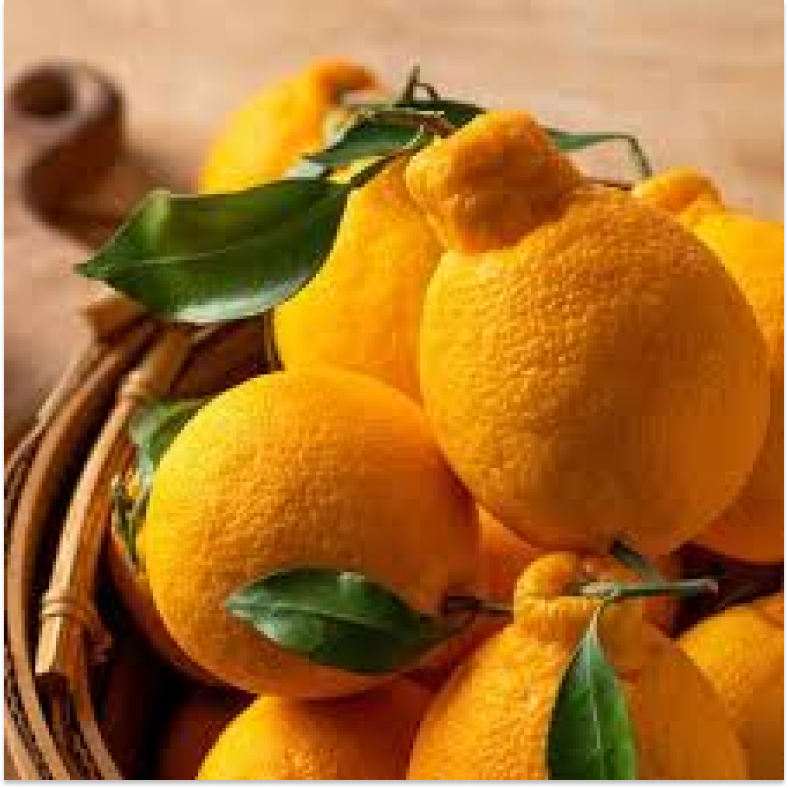 [천상의 맛 시리즈] 15brix 천상의 맛 제주 명품 한라봉_초특가!! 22,800원