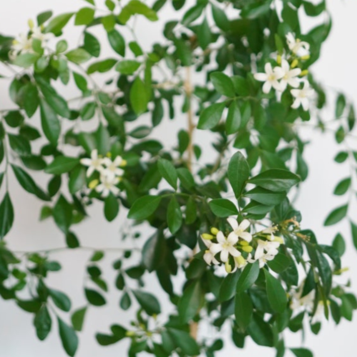 오렌지자스민 소형 향기나는 식물 (화분받침포함) 5,310원