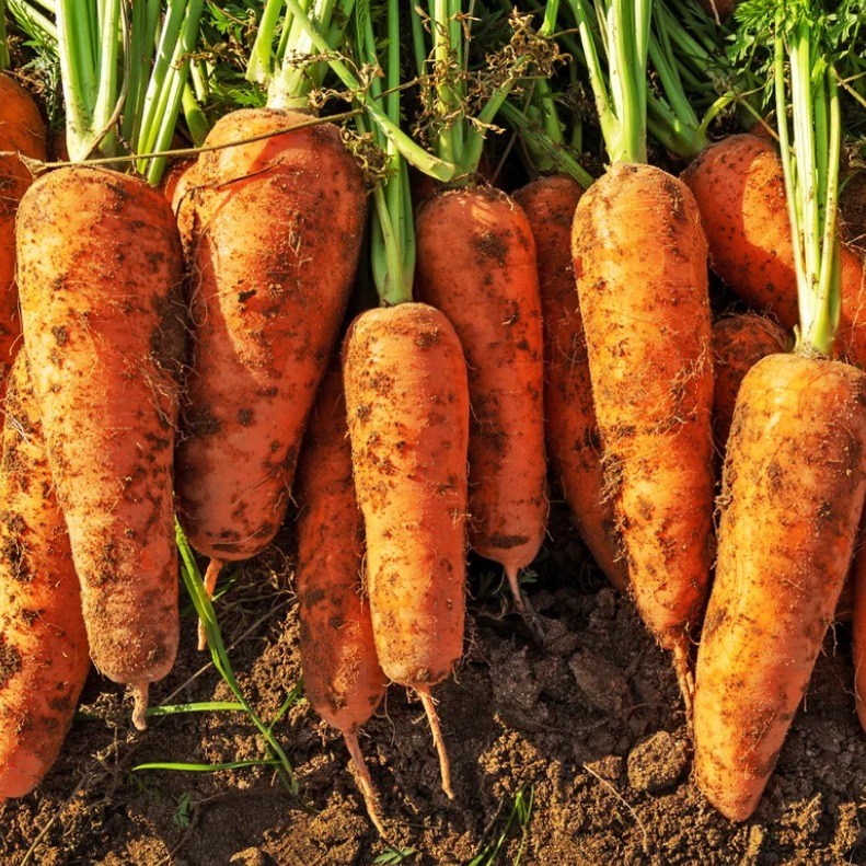 [ 제주 구좌 당근 ] 아삭한 제주 흙당근 사이즈 ( 왕 ), 1개, 왕 3kg 7,900원