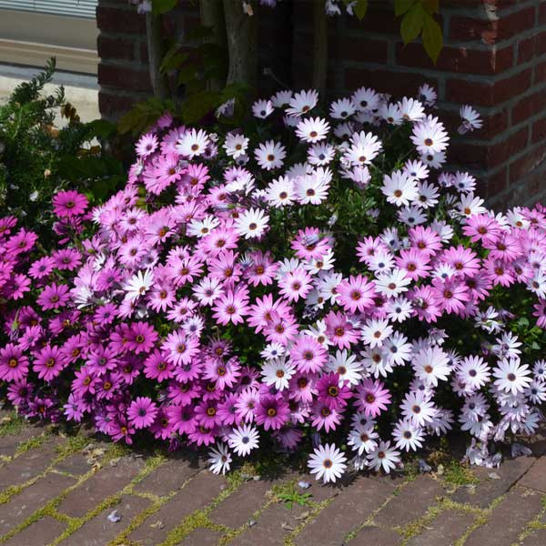 디모르포세카 (아프리칸데이지) 씨앗 3종 선택구매, 1개 30,000원