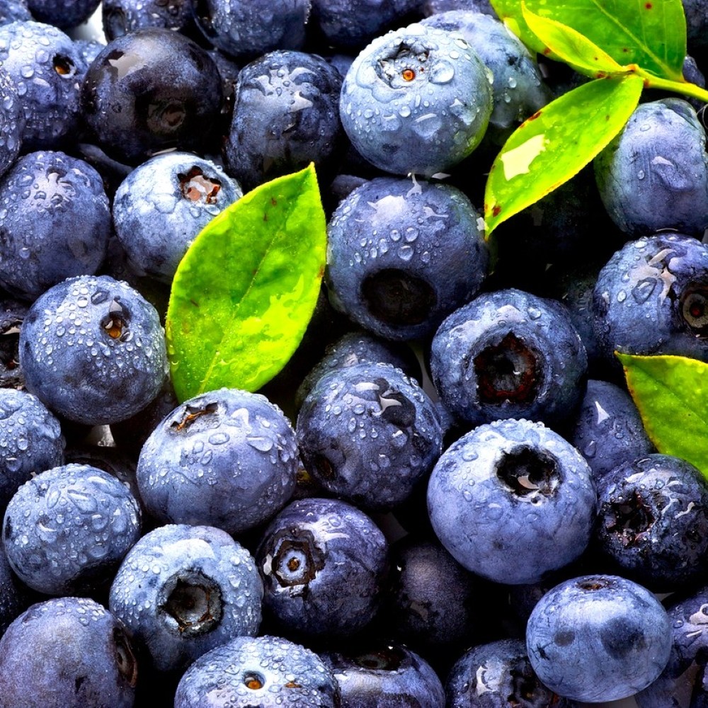 [엄격선별] 왕특사이즈 생 블루베리 수입산 23,600원