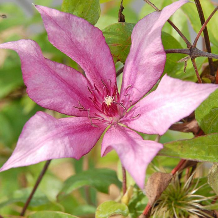 클레마티스 지젤 연보라 홑꽃 리블루밍 포트 묘목 노지월동 정원조경식물 꽃나무 모종 (목하원예조경), 단일, 1개 10,000원