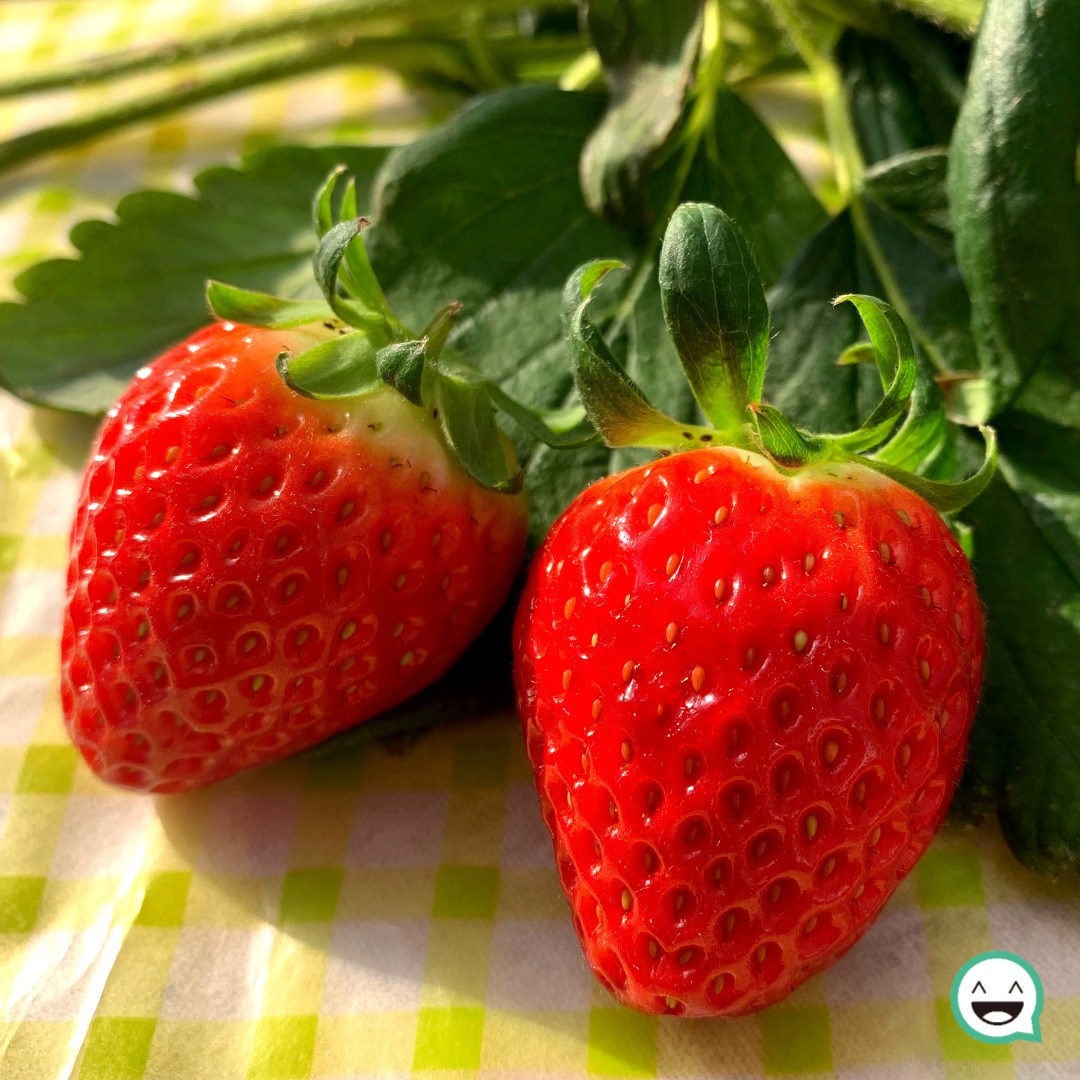 설향 딸기 고당도 생딸기, 1개, 논산 생 딸기 설향 700g (24-30과) 특 34,530원