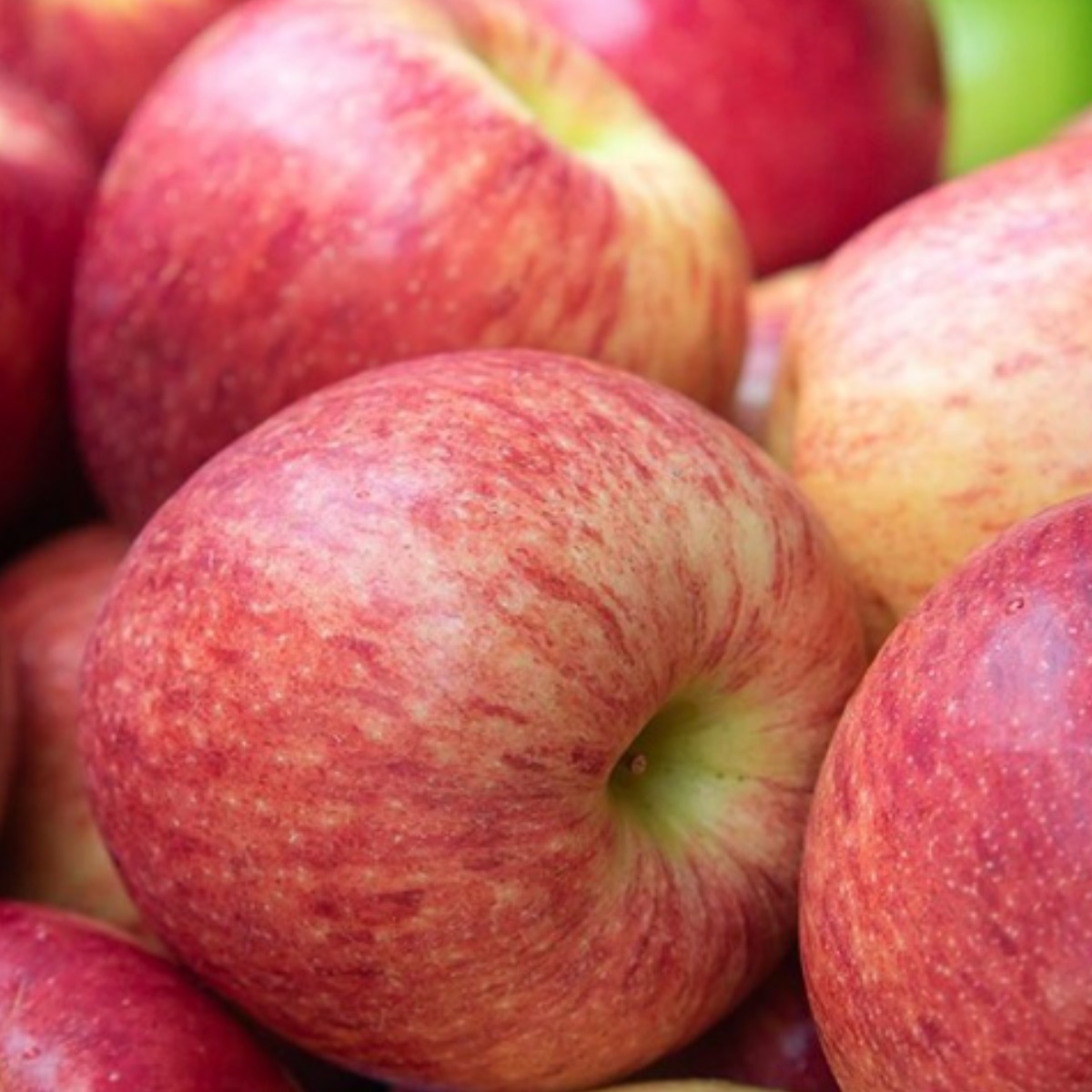 실속형 경북사과 못난이, 1개, 10kg 실속형부사  주스용(착즙용요리용 랜덤과)사과 20,900원