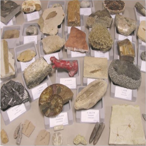 전시용개별화석모음(50종) hs-1100 3,915,500원